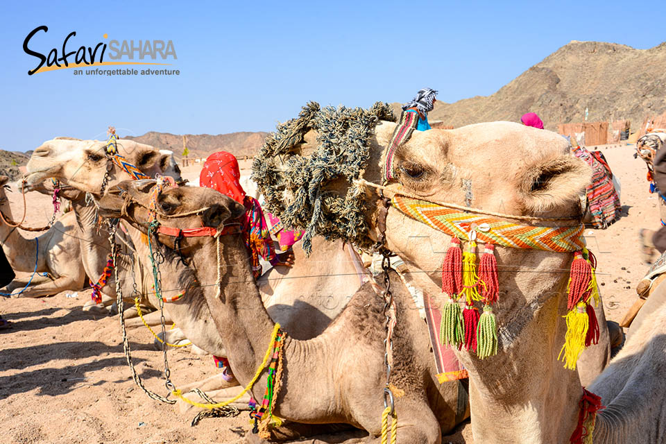Aventure en jeep au parc du Sahara Hurghada
